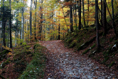Waldweg nahe der Frühstückspension Route 145 - Zimmer/bed and breakfast in Bad Goisern in der Dachstein-Salzkammergut-Region